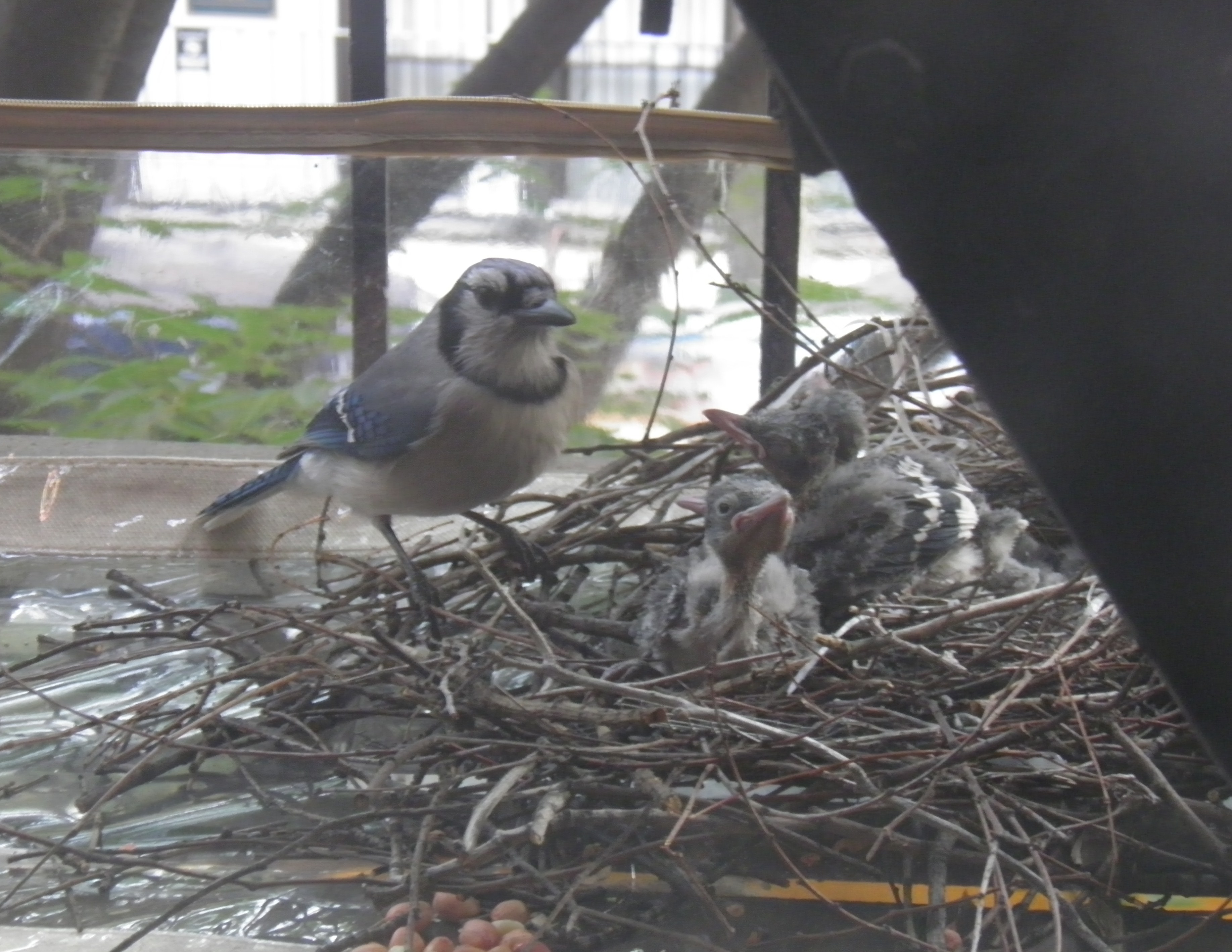 blue jay on fire escape